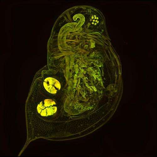 aurox confocal microscope Daphnia tile scan unity image.jpg